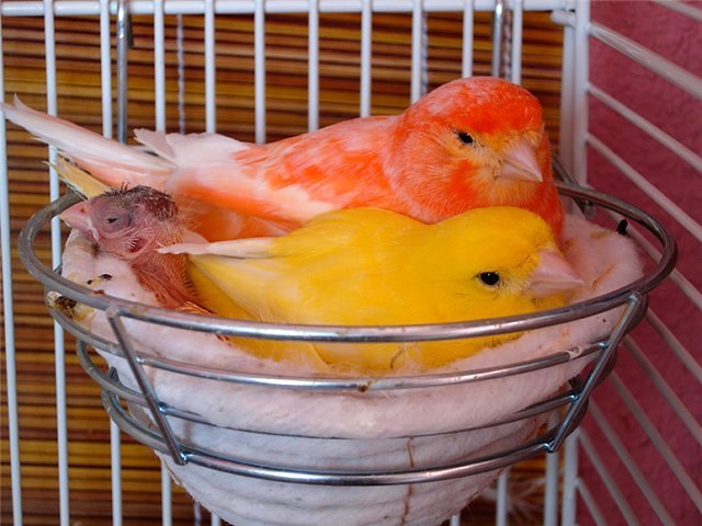 Содержание канареек и уход за ними в Нижнекамске