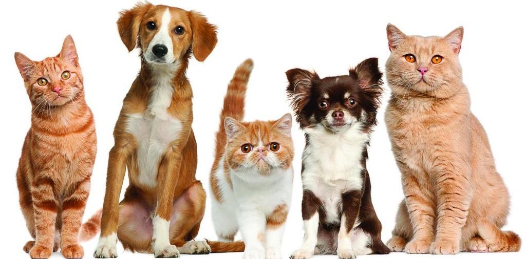Доска объявлений о животных | ЗооТом - продажа, вязка и услуги для животных в Нижнекамске