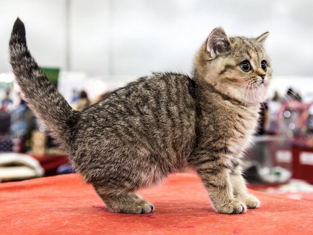 Породы кошек в Нижнекамске | ЗооТом портал о животных
