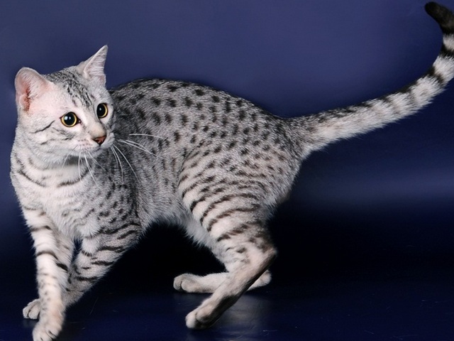 Породы кошек в Нижнекамске | ЗооТом портал о животных