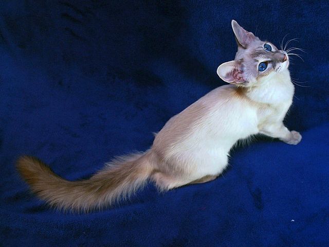 Выведенные породы кошек в Нижнекамске | ЗооТом портал о животных