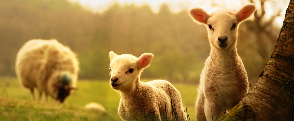 Объявления о сельскохозяйственных животных | ЗооТом - продажа, вязка и услуги для животных в Нижнекамске