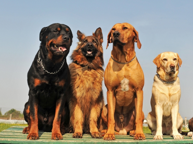 Крупные породы собак в Нижнекамске | ЗооТом портал о животных